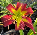 RED WIDOW - RED WIDOW